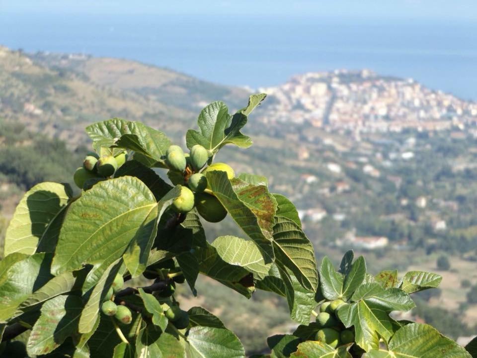 Casale San Martino Laureana Cilento Exterior foto